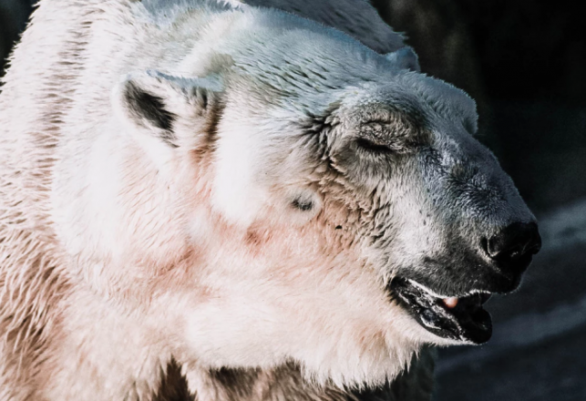 Science Weighs In on Yeti Debate Again, Says Creatures are Likely Just Bears