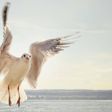 Monsters of the Vertical Take-Off Type