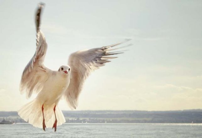 Monsters of the Vertical Take-Off Type