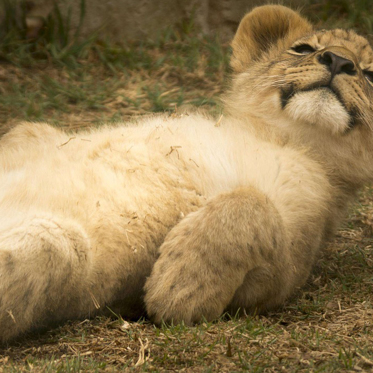 50,000-Year-Old Cave Lion Cub Found Frozen in Siberia