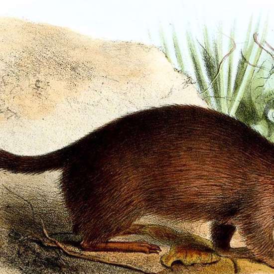 Extinct Marsupial Found Alive in Australia