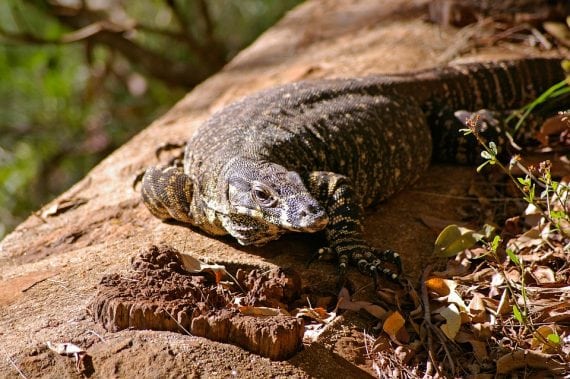 Australia Queensland Monitor Lizard Lizard Goanna 411540 570x379