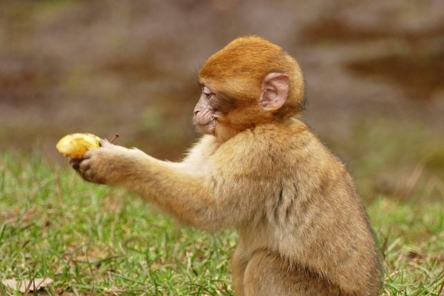 Cute Wildlife Primate Animal Ape Mammal Monkey 2121929 640x427