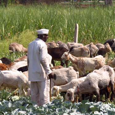 A ‘Mysterious Animal’ in India Is Killing Sheep and Taking Their Livers