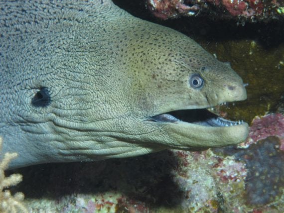Looks grey is this still the giant moray  view with teeth 6208264362 570x428