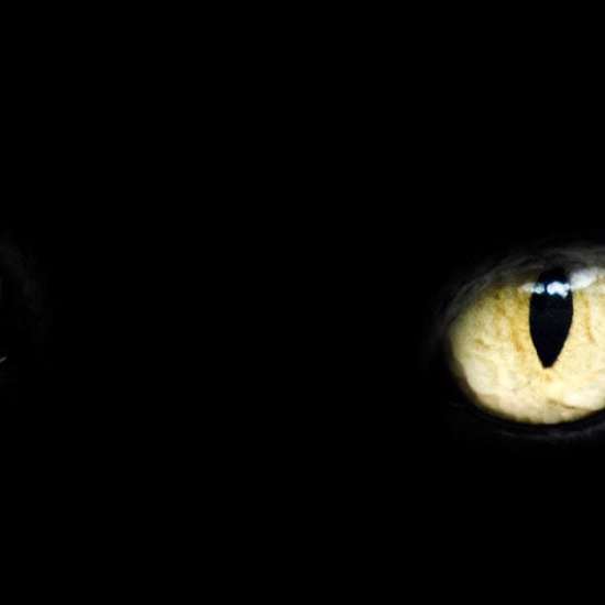 Black-Cat Spirits Versus the Alien Big Cats