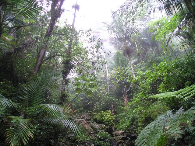Rain Forest of El Yunque Puerto Rico 640x480