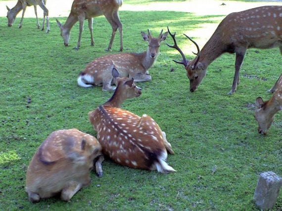 Sika Deer Nara Park 01 570x428