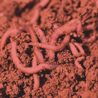 Earthworms Can Survive in Martian Soil