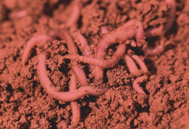 Earthworms Can Survive in Martian Soil