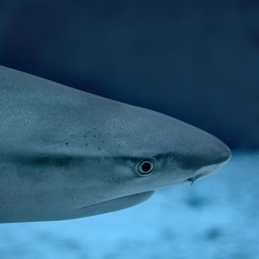 Intersex Shark Has Fully Developed Male and Female Organs