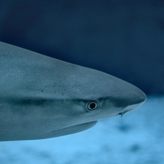 Intersex Shark Has Fully Developed Male and Female Organs