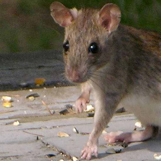 Mutant Rats May Be Used in UK to Control Rodent Problems