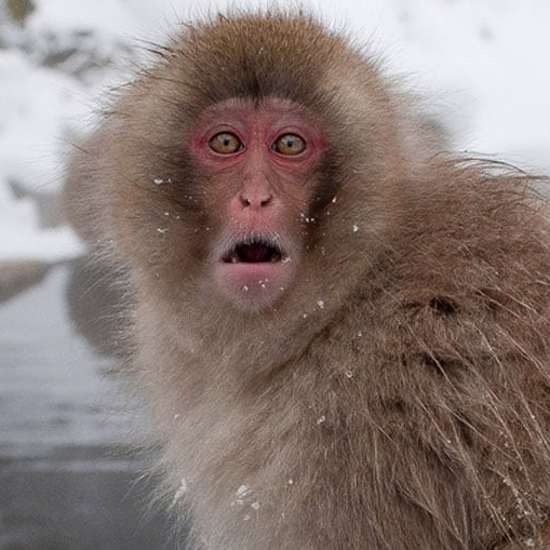 Japanese Scientists Record Sex Between Snow Monkeys and Deer