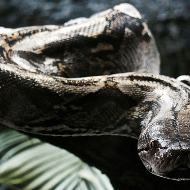 A Creepy Critter and a Great Snake