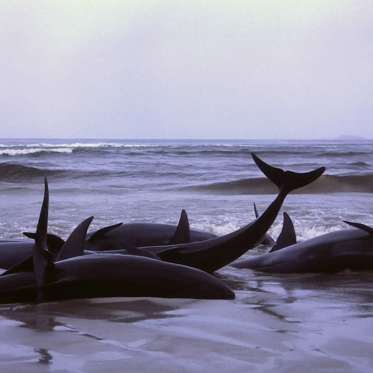 NASA Space Weather Data Adds to Mystery of Mass Marine Mammal Deaths