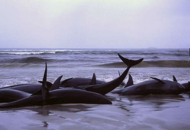 NASA Space Weather Data Adds to Mystery of Mass Marine Mammal Deaths