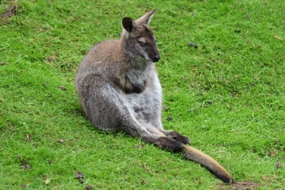 Australia Animal Zoo Safari Wallaby Kangaroo 1544350 570x380