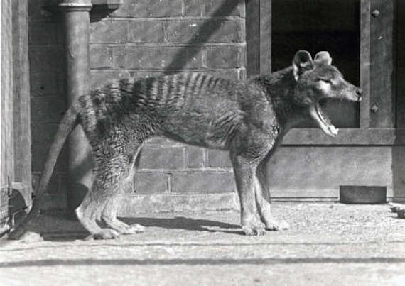 Tasmanian Wolf 05a