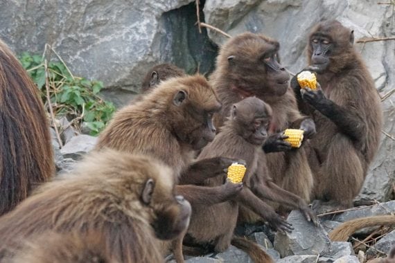 animals primates dscheladas blood baboons food 1057756d  570x380