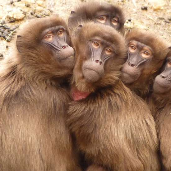Chinese Researchers Successfully Clone Monkeys