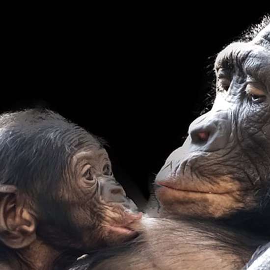 Scientist Claims Story of ‘Humanzee’ Human-Chimp Hybrid Was True