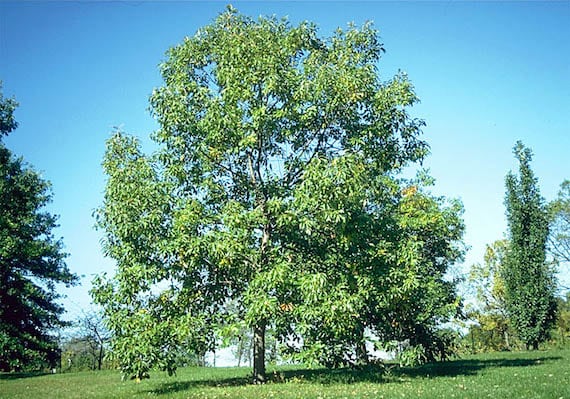 chinkapin oak