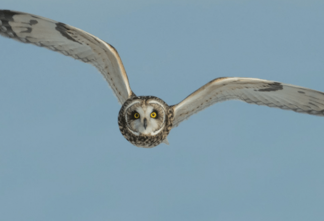 Return of the Windy City Owl: Is a Big Bird Still Flapping Around Chicago?