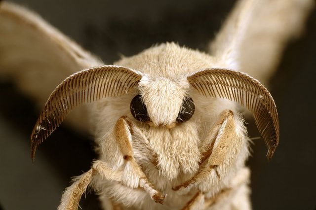 silkworm moth 640x426