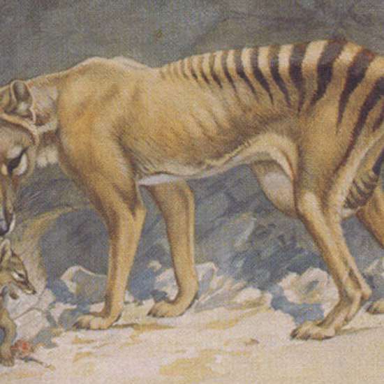 The Thylacine: Not Extinct As You Might Think. Maybe…