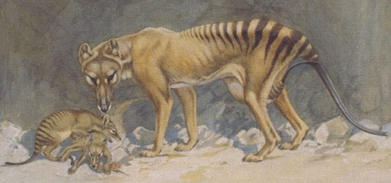 thylacine painting large 570x267