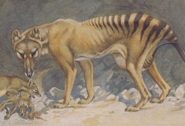 My Thoughts and Hopes for the Thylacine: I’m Still Hopeful!