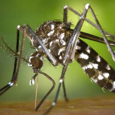 Mosquitoes Are Watching Us and Learning Our Ways