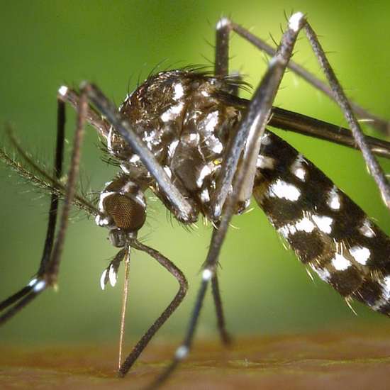 Mosquitoes Are Watching Us and Learning Our Ways