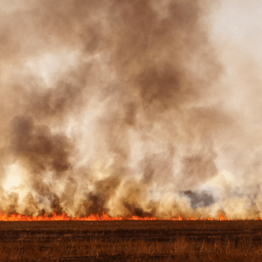 In Australia, Birds of Prey Are Confirmed as First Non-Humans Using Fire to Their Advantage