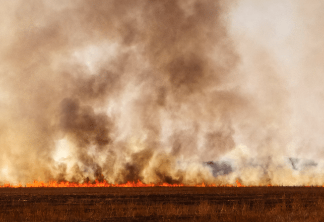 In Australia, Birds of Prey Are Confirmed as First Non-Humans Using Fire to Their Advantage