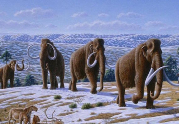 woolly mammoth wallpapers 21
