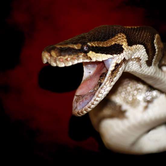 ‘Mysterious Snake’ Reportedly Breaks Into Nigerian Vault and Steals Millions