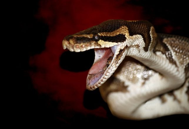 ‘Mysterious Snake’ Reportedly Breaks Into Nigerian Vault and Steals Millions