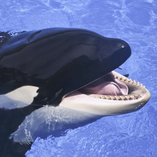 Scientists Teach Killer Whale to Say ‘Hello’ and ‘Goodbye’
