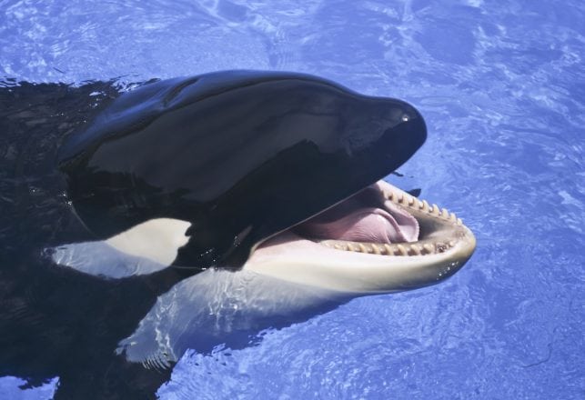 Scientists Teach Killer Whale to Say ‘Hello’ and ‘Goodbye’