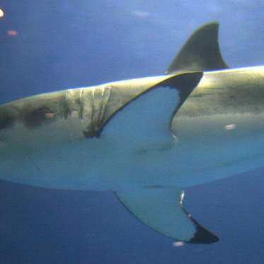 A Great White Shark Invades the Everglades