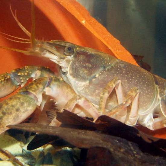 Mutant Self-Cloning Crayfish Are Taking Over Madagascar