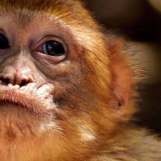 The Strange, Unknown Apes of Kenya