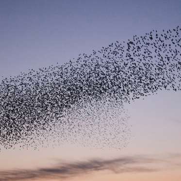 Hundreds of Birds Mysteriously Fall From Sky in Utah and Rome