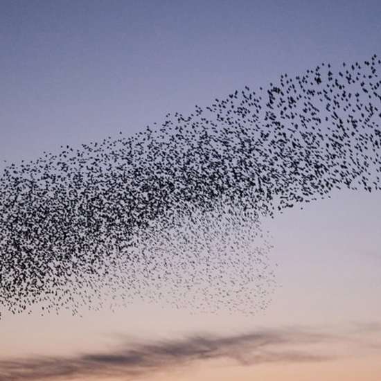 Hundreds of Birds Mysteriously Fall From Sky in Utah and Rome