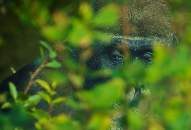 How Many Kinds Of “Mysterious Apes” Are Out There?