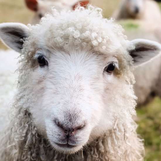 Scientists May Have Created Human-Sheep Hybrids