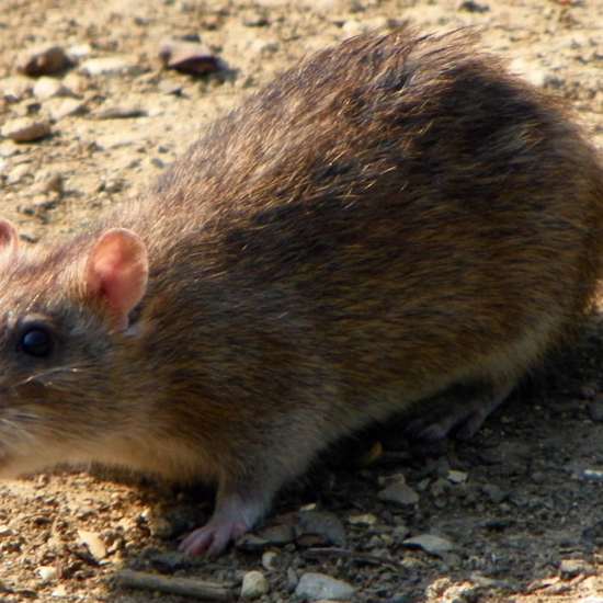Pesticide-Resistant Mutant Super Rats Taking Over England