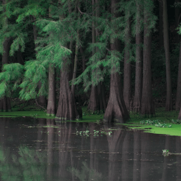 Lords of the Reed Marsh: Swamp Beasts from Past to Present